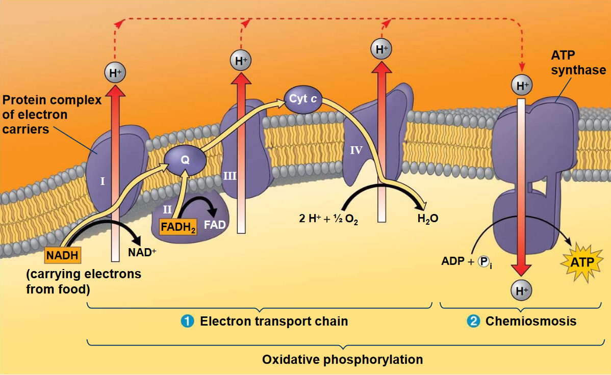 How Many ATP Are Produced in the Electron Transport Chain in Urdu