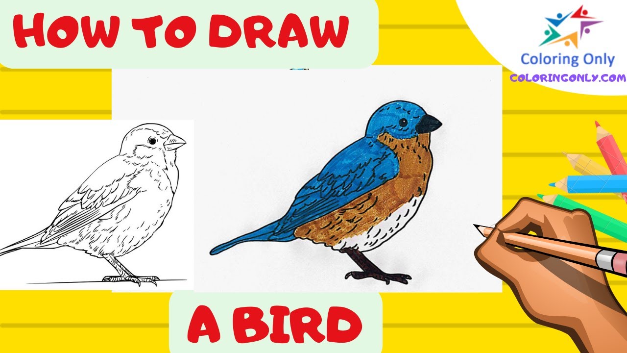 How to Draw a Bird in Urdu