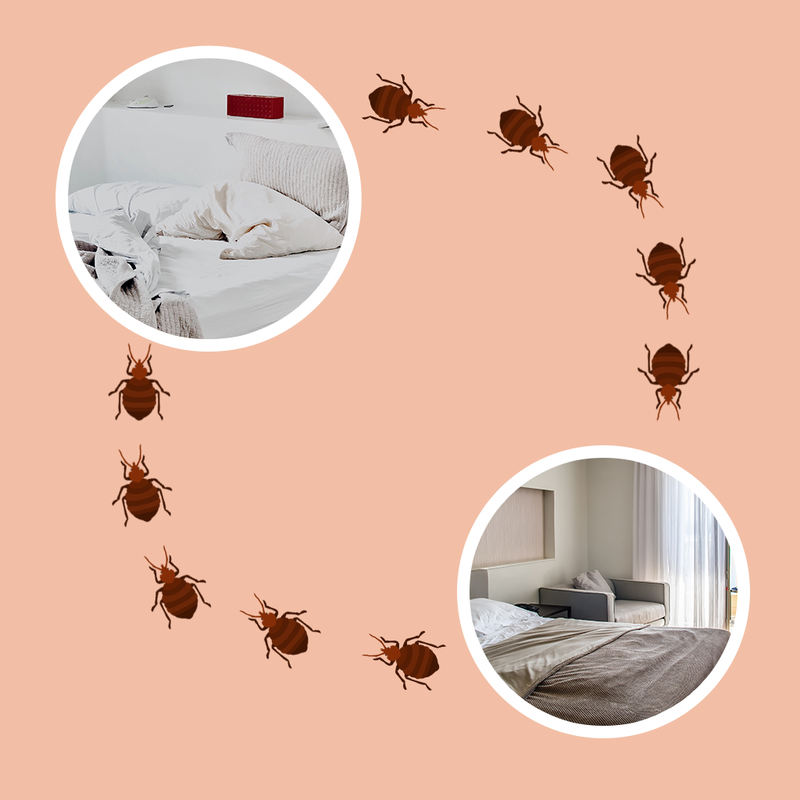 Are Bed Bugs Contagious in Apartments Bed Bug SOS