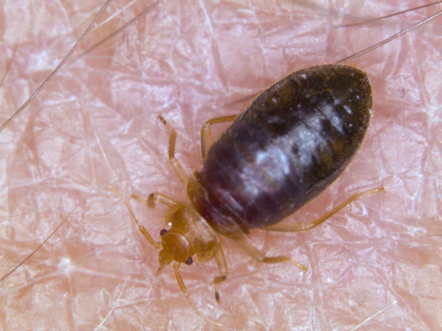 Bed Bugs  Center for Invasive Species Research