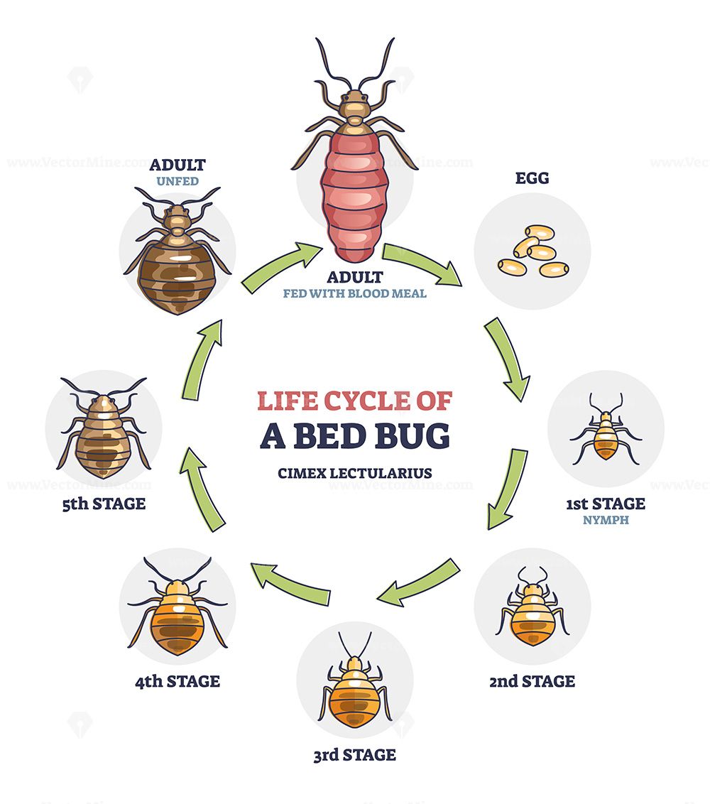 How Fast Do Bed Bugs Spread in Apartments in Urdu