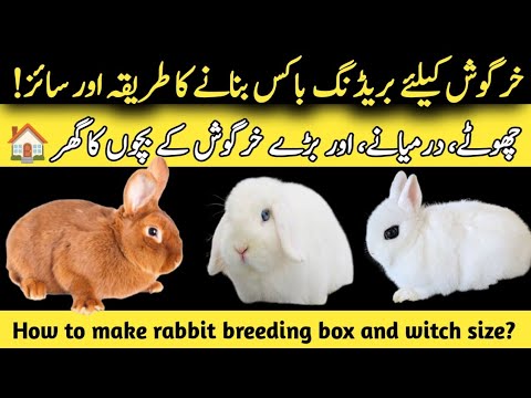 How to make rabbit breeding box and witch size    
