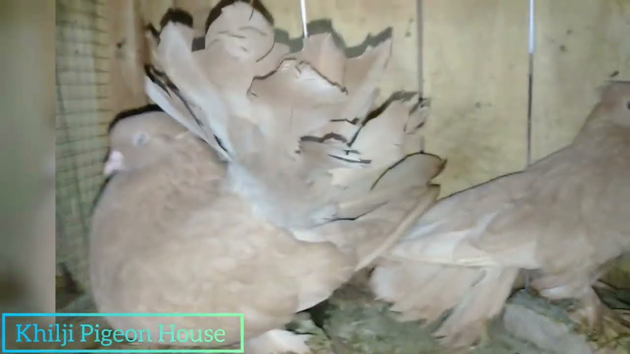            Khilji Pigeon 