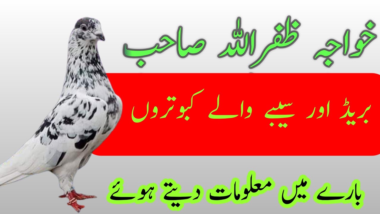 How to Become a Pigeon and Escape Life Forever in Urdu
