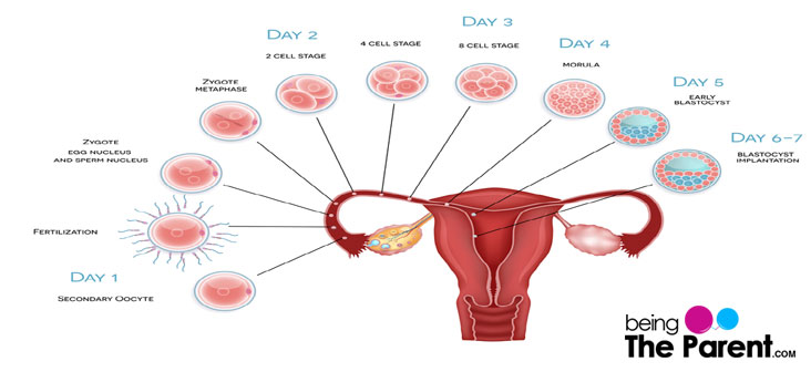 Why Does Implantation Bleeding Happen  Being The Parent