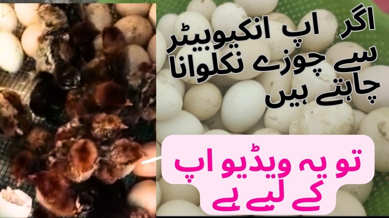 Eggs hatching and size          standard 