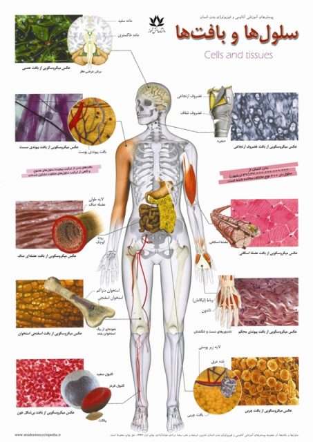 How Many Parts in Human Body in Urdu