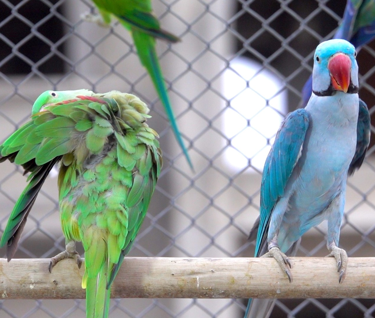 How Many Parrots Are Left in the World in Urdu