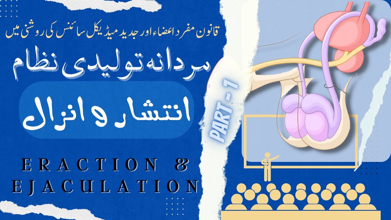 Erection and Ejaculation Lecture in Urdu Hindi P1  Male Reproductive 