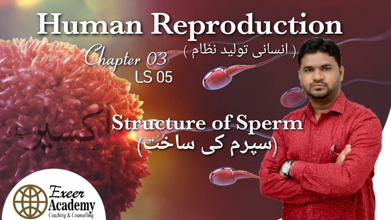 How to Transfer Sperm from Male to Female in Urdu