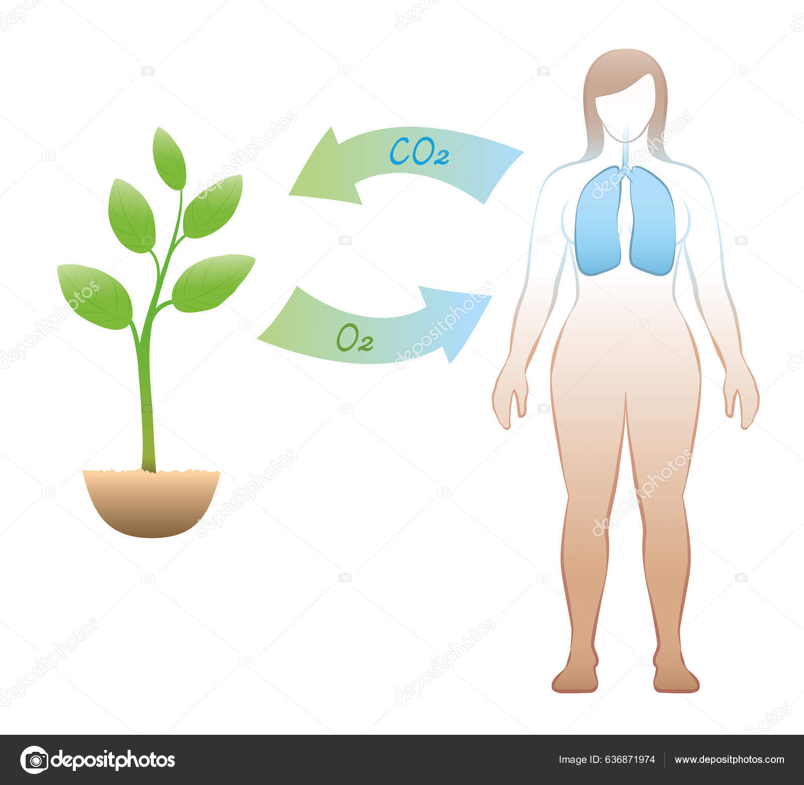Carbon Dioxide Oxygen Exchange Humans Plants Exhalation Absorption Co2 