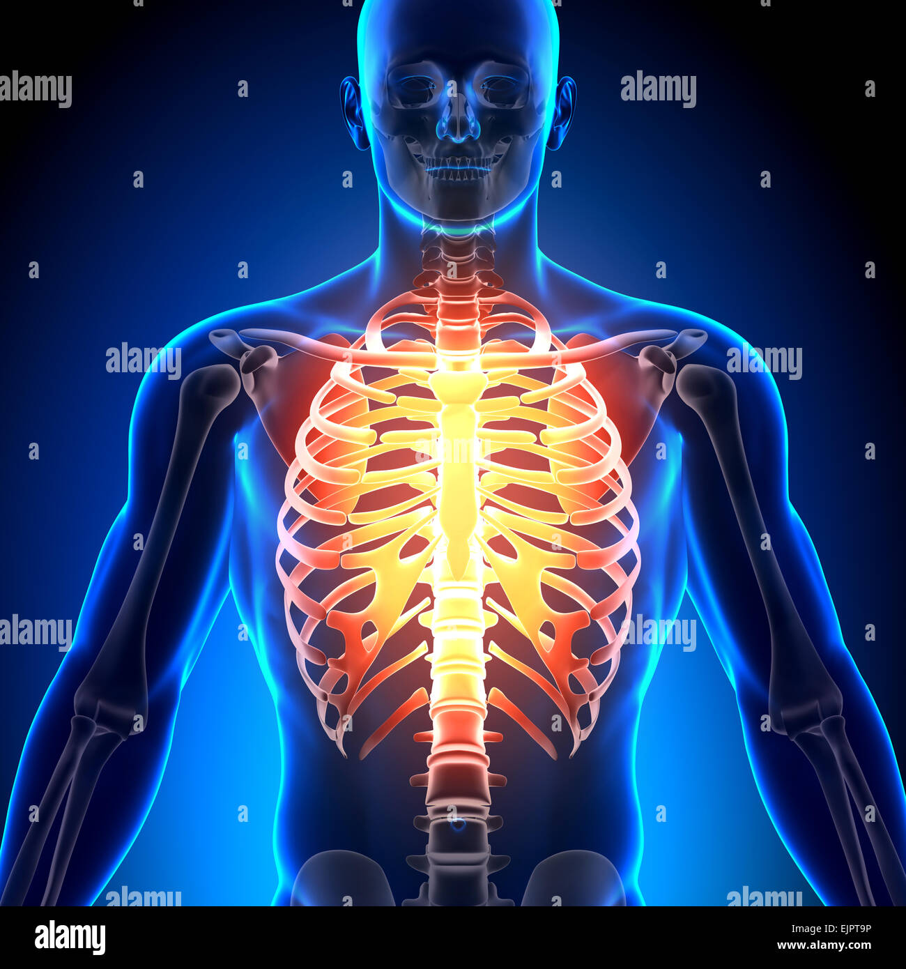 How Many Ribs in Male in Urdu