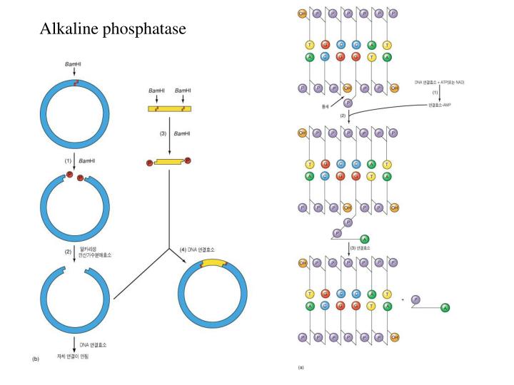 PPT  Ch 4 Molecular cloning Methods PowerPoint Presentation  ID2952018