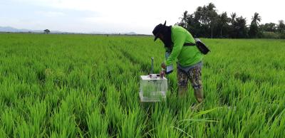 How Does Climate Change Affect Rice Production in Urdu