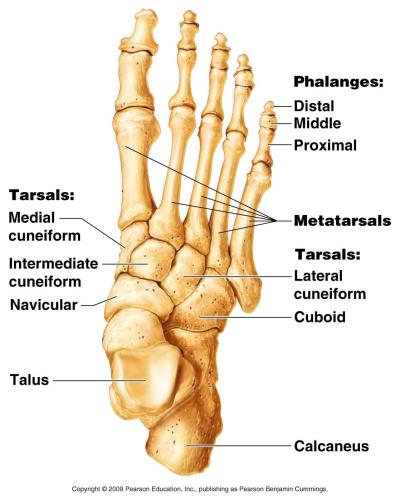 How Many Bones in the Foot in Urdu