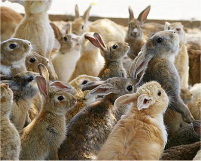 How Many Rabbits Are There in New Zealand in Urdu