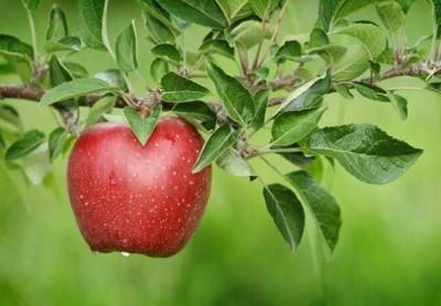 How Did the Fruit Apple Get Its Name in Urdu