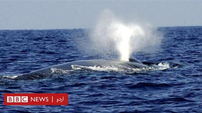 How Do Blue Whales Mate in Urdu