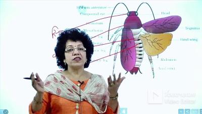 How Do Arthropods Grow in Urdu