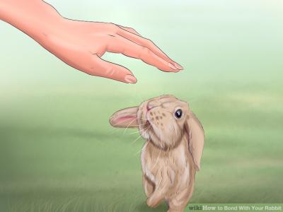 How to Bond with Your Rabbit in Urdu