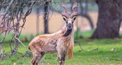 How Many Markhor Are Left in the World in Urdu