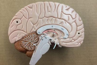How Anxiety Affects the Brain in Urdu