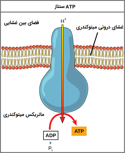 How Many ATP Are Produced in the Electron Transport Chain in Urdu