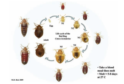 How Fast Do Bed Bugs Spread in Apartments in Urdu