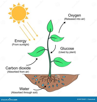 How is the Structure of a Leaf Optimized for Photosynthesis in Urdu