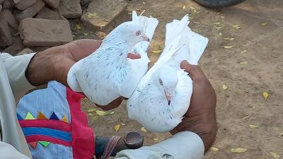 How to Become a Pigeon and Escape Life Forever in Urdu