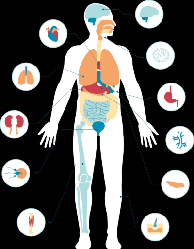 How Many Parts in Human Body in Urdu