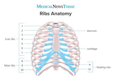 How Many Ribs in Male in Urdu