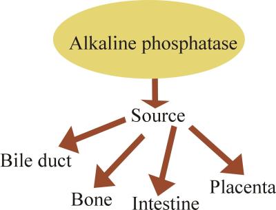 How to Decrease Alkaline Phosphatase in Urdu