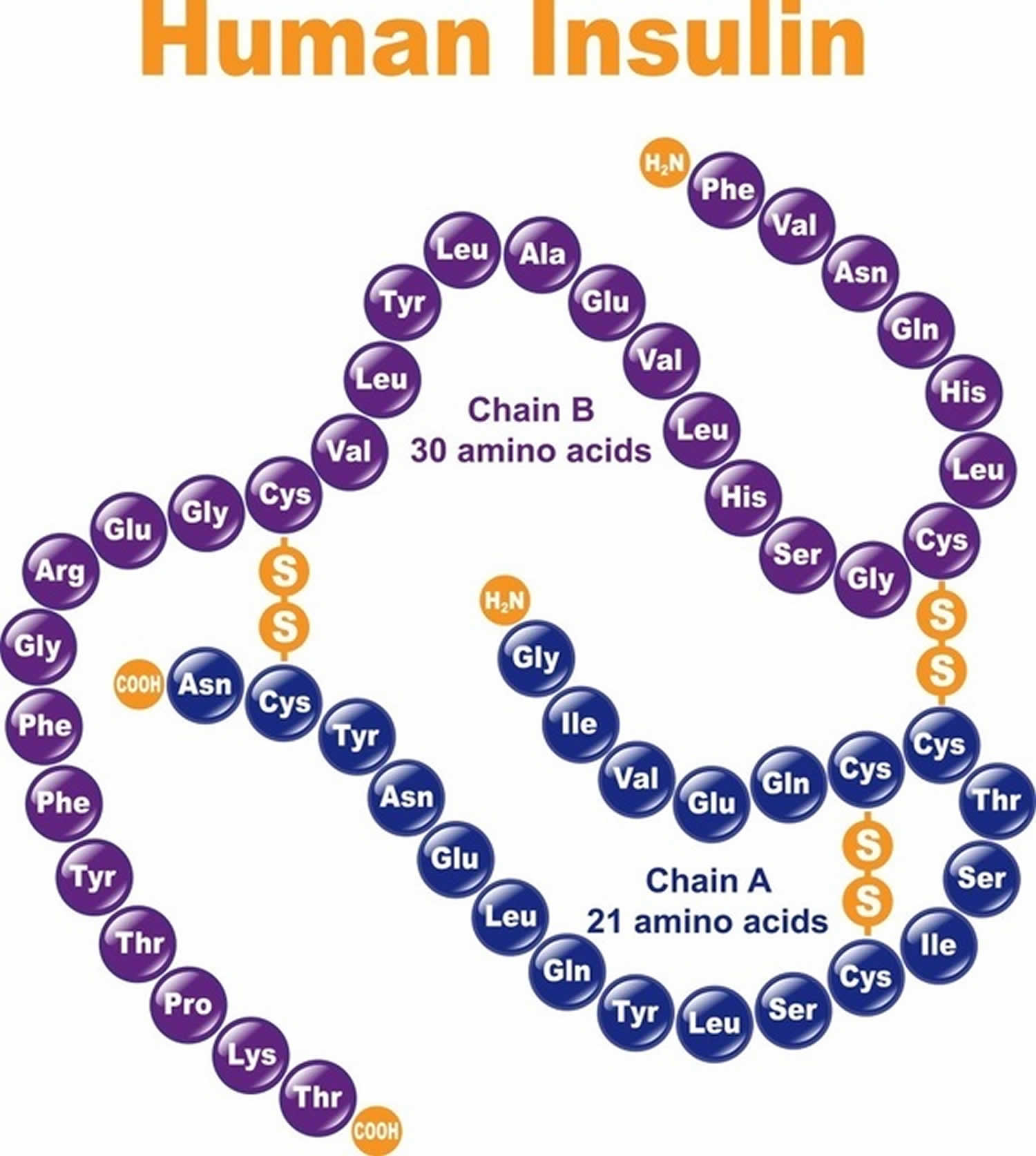 How is Insulin Made in Urdu