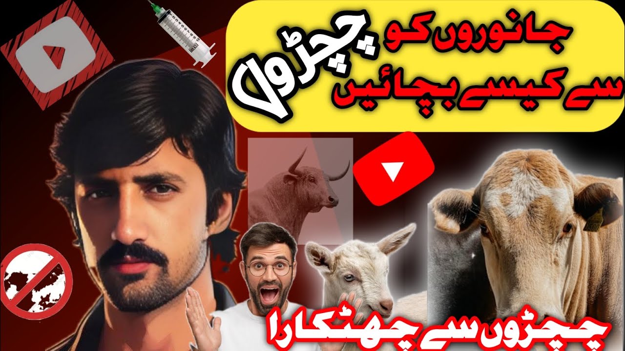How to Get Rid of Head Lice in Urdu