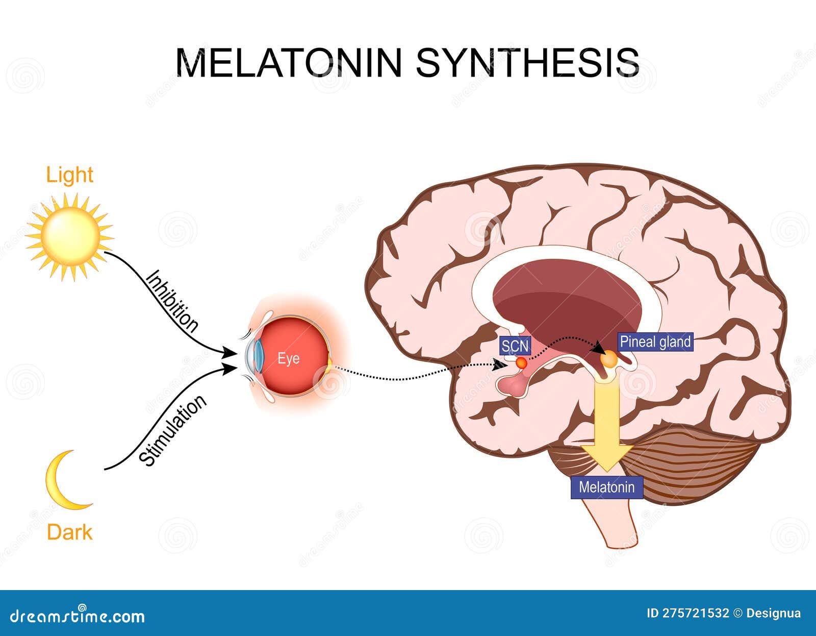 Melatonin and Circadian Rhythm Regulation Brain with Pineal Gland 