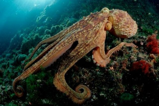How Many Legs Does an Octopus Have in Urdu