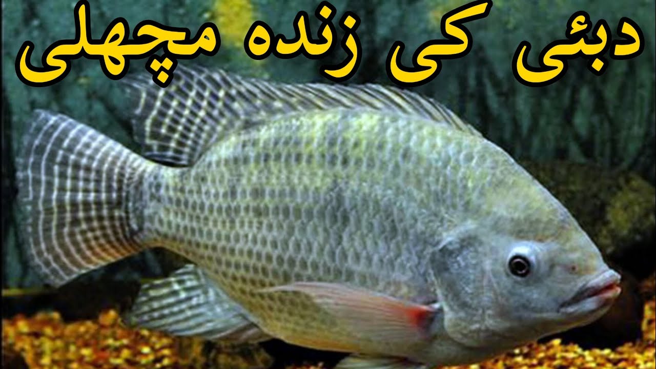 How Many Heart in Fish in Urdu