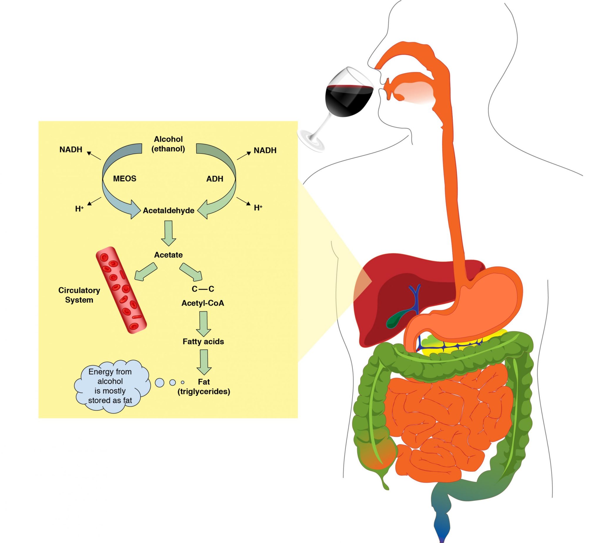 Alcohol Metabolism  Human Nutrition 2020 Edition