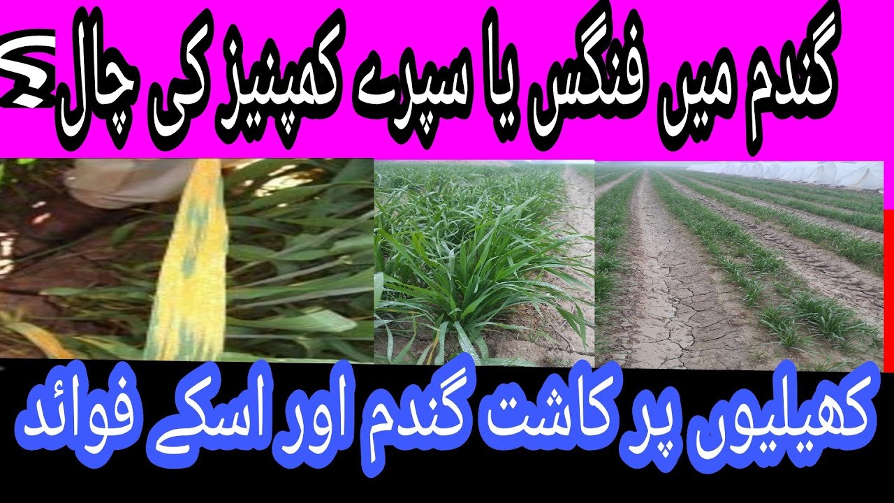 Fungus on wheat Wheat cultivation on Bad      