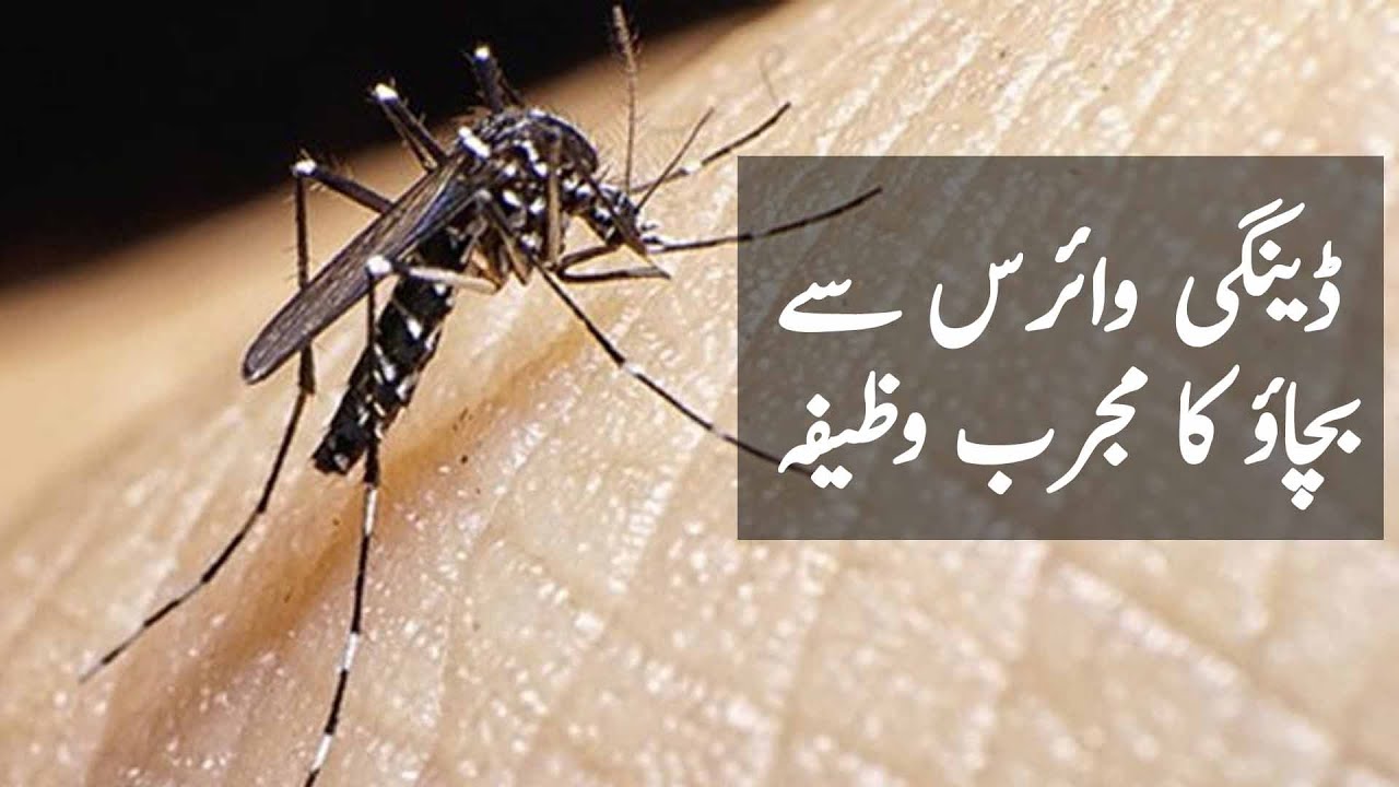 How to Cure Dengue in Urdu