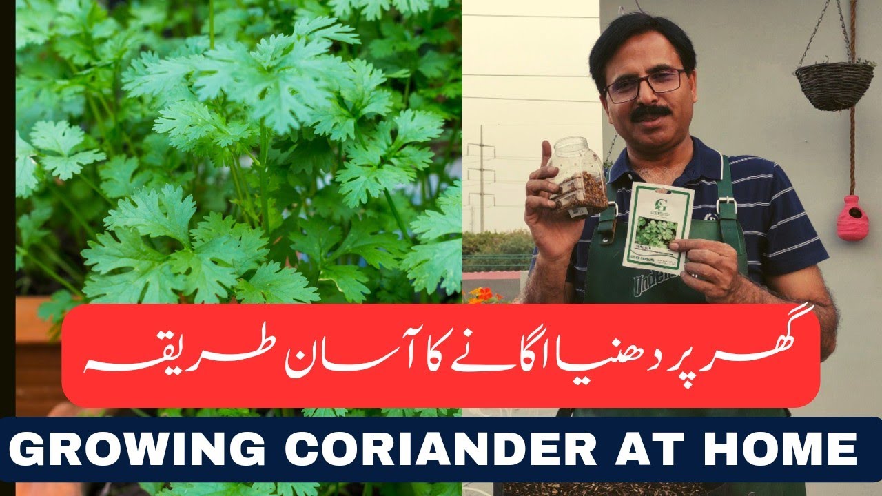 How to grow Coriander at home         YouTube