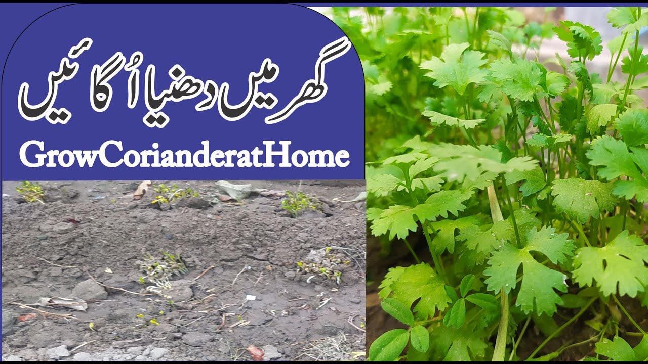 How to grow coriander at home  Grow Coriander in rows at home  Ghar 