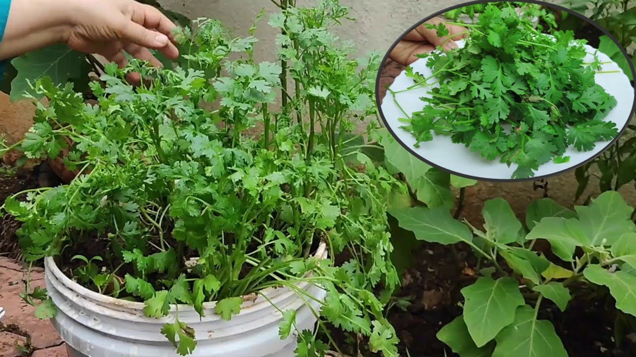 How to Plant Coriander Seeds at Home in Urdu