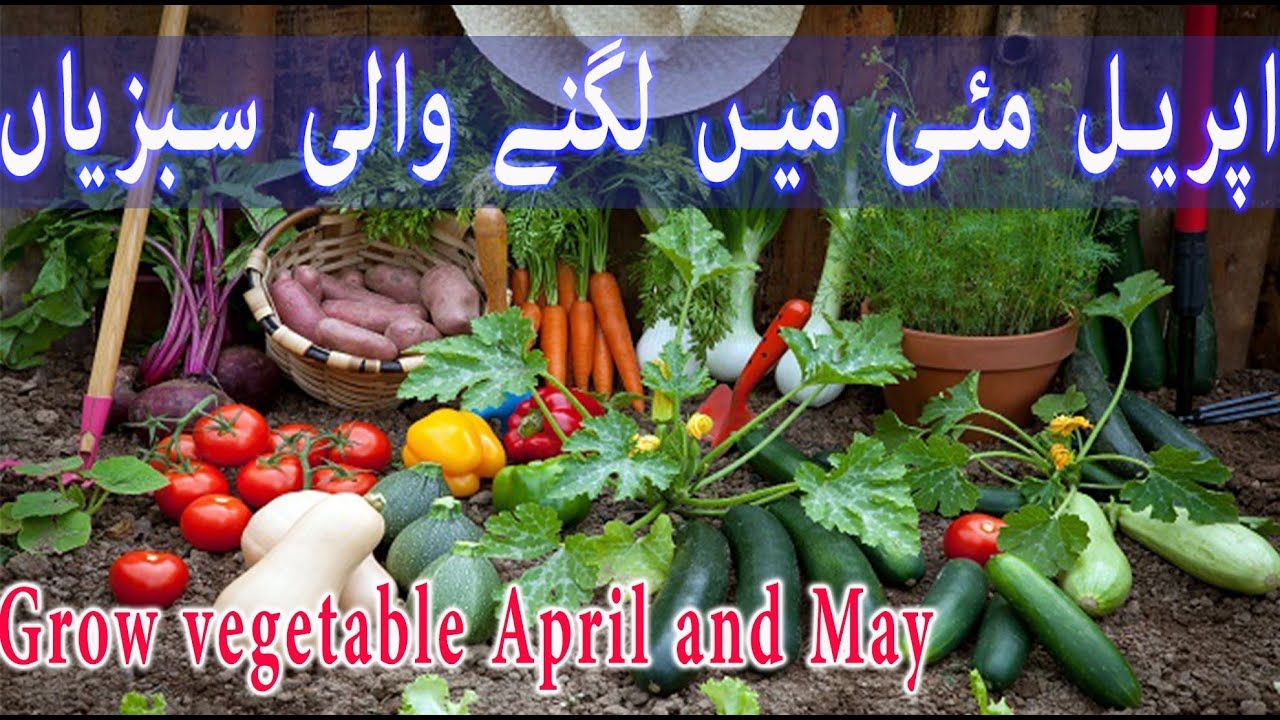 How Long Does It Take for Green Beans to Grow in Urdu