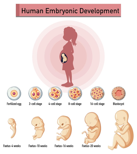 How Developed is a Fetus at 20 Weeks in Urdu
