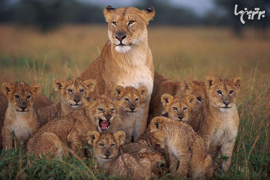 How Long Do Lions Live in Urdu