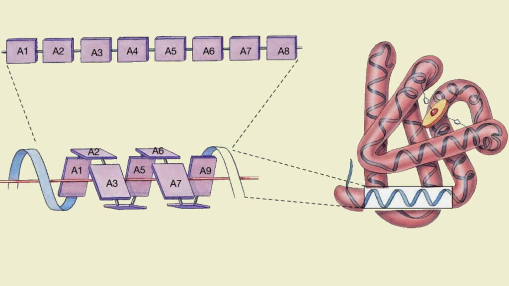 How Are Peptides Synthesized in Urdu