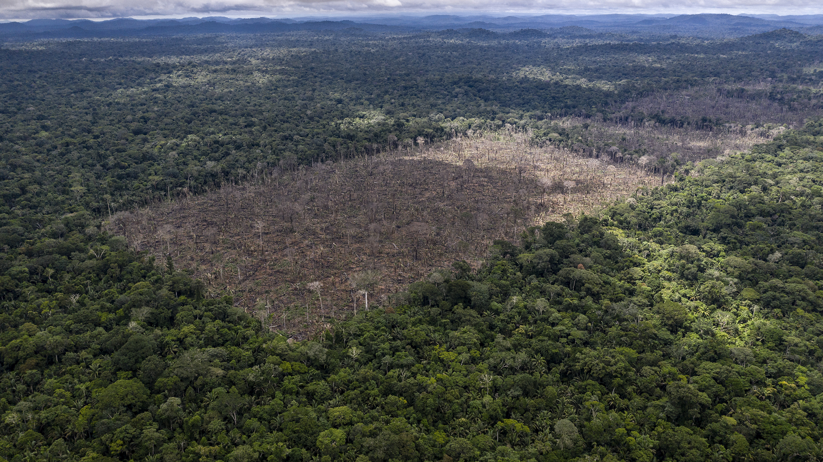 Wwf Deforestation Ads