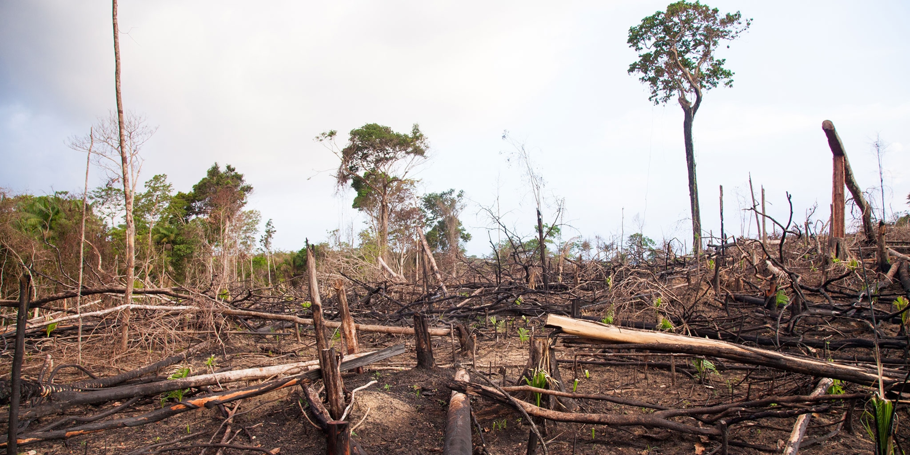 Deforestation Definition